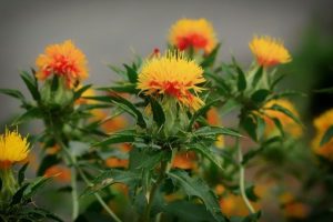 植物,花,紅花,黄色